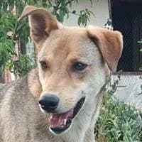 Odin, male Mixed Breed for adoption at Fellchen in Not e.V.