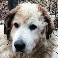 Ottis, male Mixed Breed for adoption at Fellchen in Not e.V.