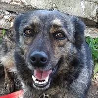 Silvi, female Mixed Breed for adoption at Fellchen in Not e.V.