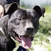 Joel/Stevie, male American Staffordshire Terrier for adoption at Fellchen in Not e.V.