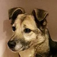 Tikka. Mischling, female senior Mixed Breed for adoption at Fellchen in Not e.V.