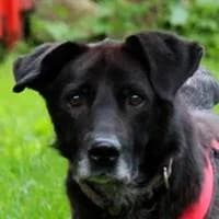 Tommy, male Mixed Breed for adoption at Fellchen in Not e.V.
