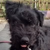Winston, male puppy Mixed Breed for adoption at Fellchen in Not e.V.