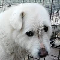 Zala, weiß female senior Mixed Breed for adoption at Fellchen in Not e.V.
