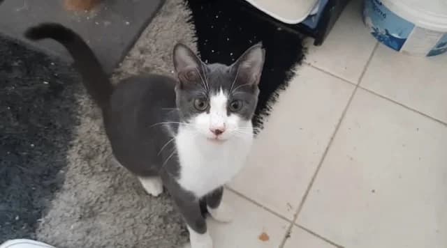 Nox, puppy Mixed Breed for adoption at Fellengel in Not e.V., Vaterstetten