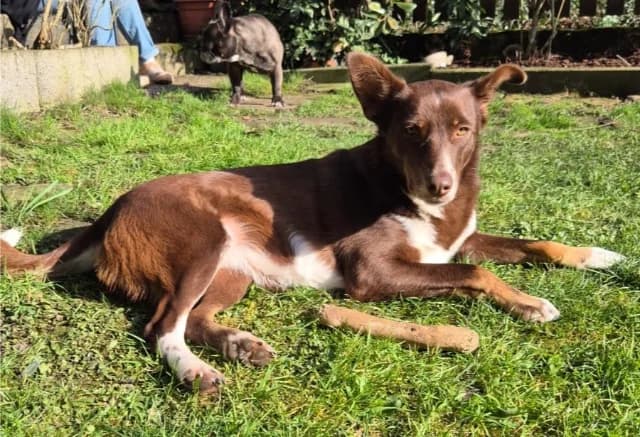 I (Ι), female Mixed Breed for adoption at Fellengel in Not e.V., Vaterstetten