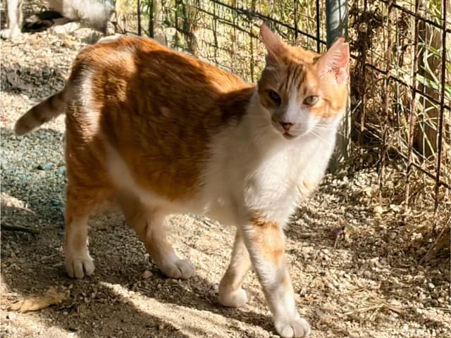 Moutsos, 3yo Mixed Breed for adoption at Fellengel in Not e.V., Vaterstetten