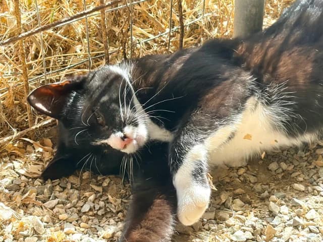 Suzuki, young Mixed Breed for adoption at Fellengel in Not e.V., Vaterstetten