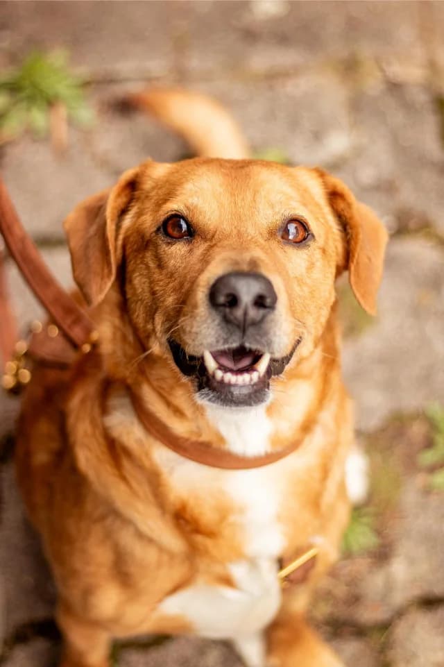 Hachiko, male senior Mixed Breed for adoption at Fellengel in Not e.V., Vaterstetten