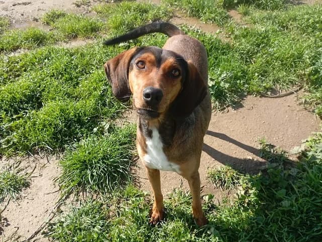 Lia, female young Mixed Breed for adoption at Fellengel in Not e.V., Vaterstetten
