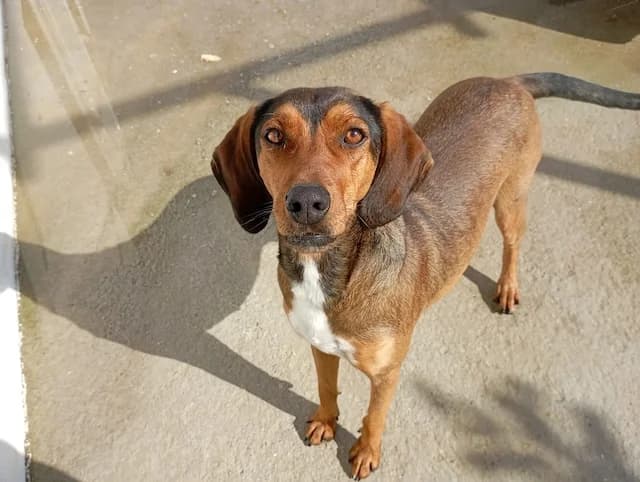 Lia, female young Mixed Breed for adoption at Fellengel in Not e.V., Vaterstetten