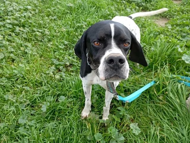 Toby, male 3yo Mixed Breed for adoption at Fellengel in Not e.V., Vaterstetten