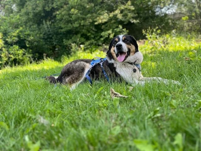 Balu, male 4yo Mixed Breed for adoption at Fellengel in Not e.V., Vaterstetten