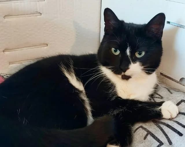 Lara, 3yo Mixed Breed for adoption at Fellengel in Not e.V., Vaterstetten