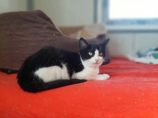 Gipsy, puppy Mixed Breed for adoption at Fellengel in Not e.V., Vaterstetten