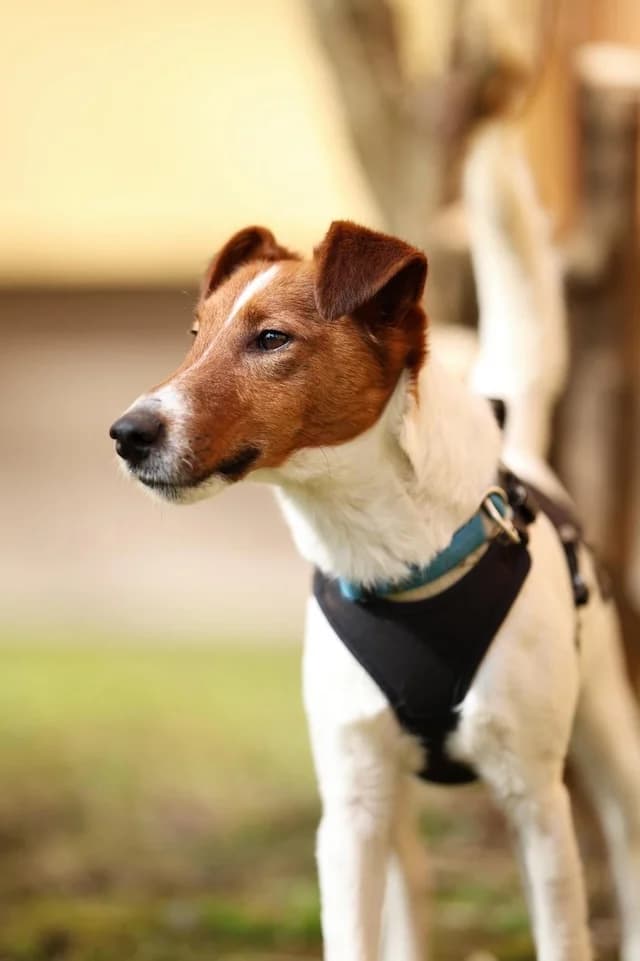 Timmy, male 3yo Mixed Breed for adoption at Fellengel in Not e.V., Vaterstetten