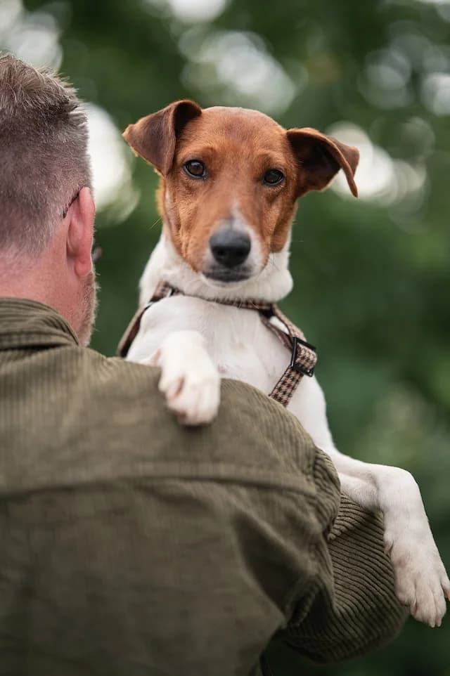 Foxi, male young Mixed Breed for adoption at Fellengel in Not e.V., Vaterstetten