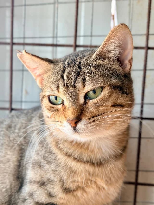 Clio, young Mixed Breed for adoption at Fellengel in Not e.V., Vaterstetten