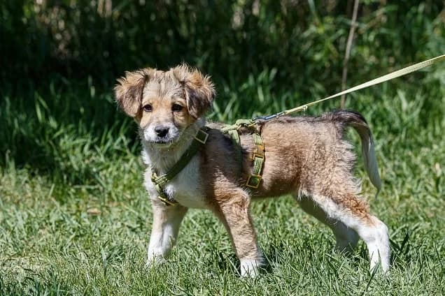 Betty, female Mixed Breed for adoption at Fellengel in Not e.V., Vaterstetten