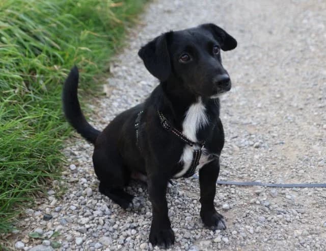 Micky, male young Mixed Breed for adoption at Fellengel in Not e.V., Vaterstetten