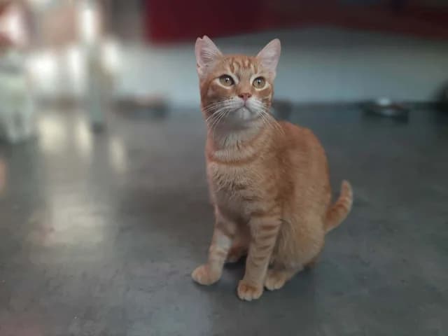 Nasti, young Mixed Breed for adoption at Fellengel in Not e.V., Vaterstetten