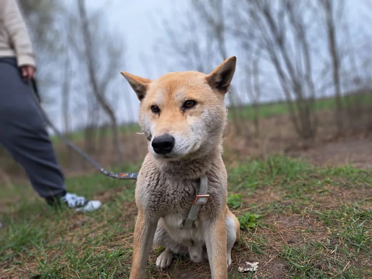 Yuki, male Mixed Breed for adoption at Fellengel in Not e.V., Vaterstetten
