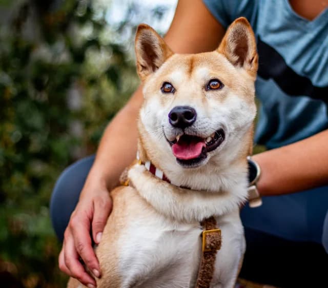 Yuki, male Mixed Breed for adoption at Fellengel in Not e.V., Vaterstetten