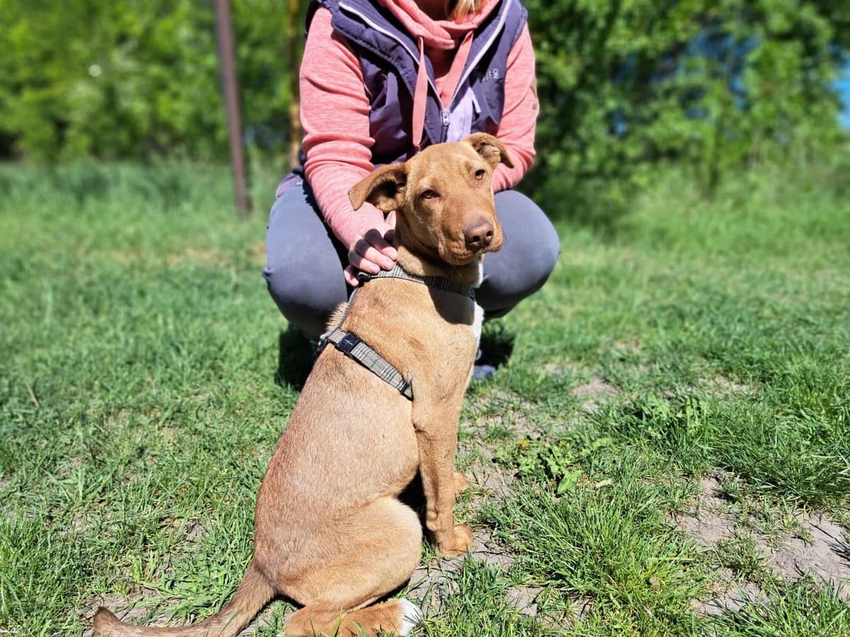 Matteo, male Mixed Breed for adoption at Fellengel in Not e.V., Vaterstetten