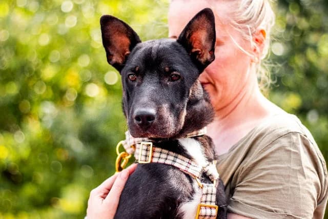 Rheno, male puppy Mixed Breed for adoption at Fellengel in Not e.V., Vaterstetten