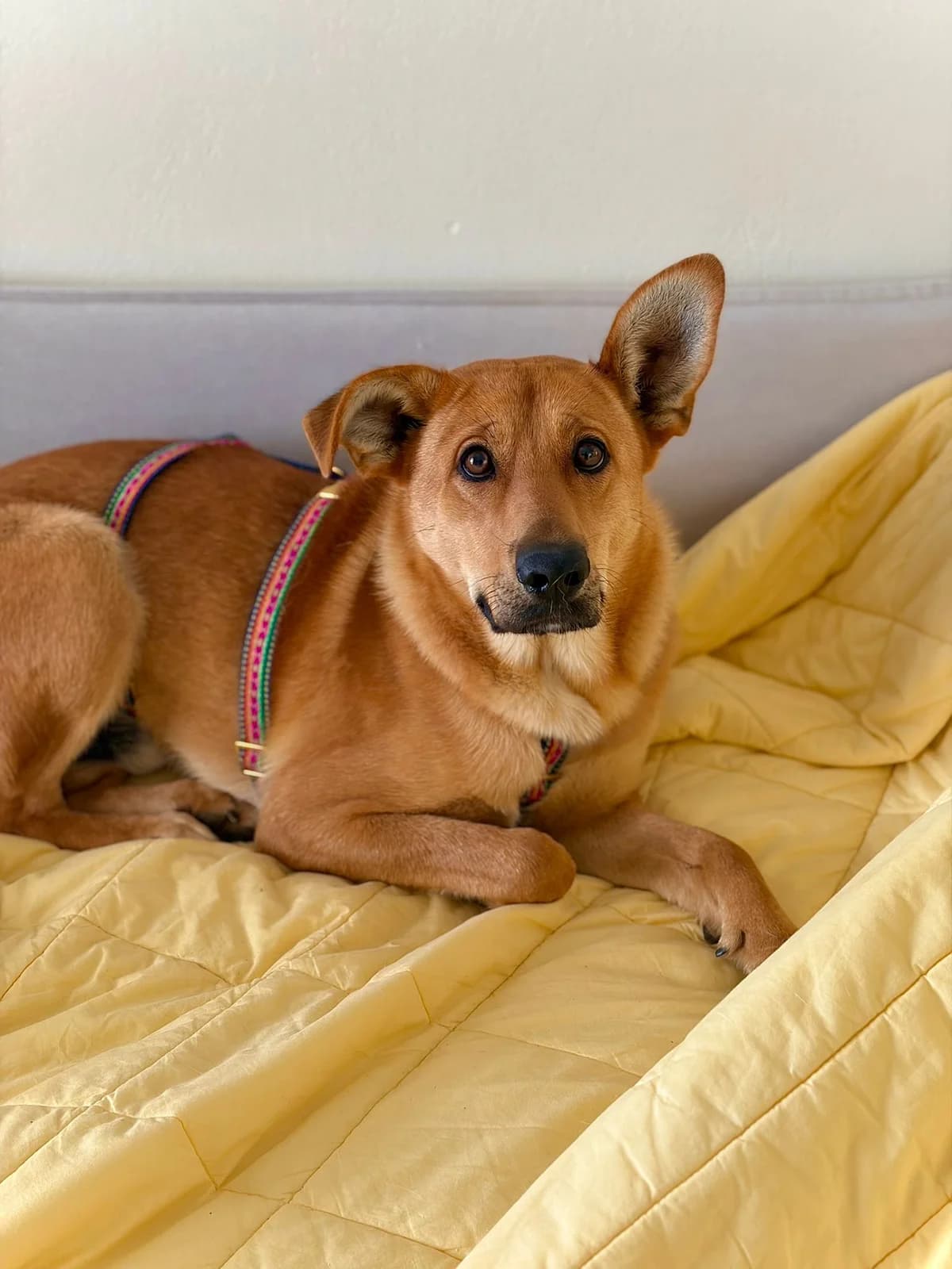 Hopi, male young Mixed Breed for adoption at Fellengel in Not e.V., Vaterstetten