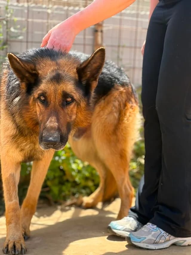 Raffaelo, male 7yo Mixed Breed for adoption at Fellengel in Not e.V., Vaterstetten