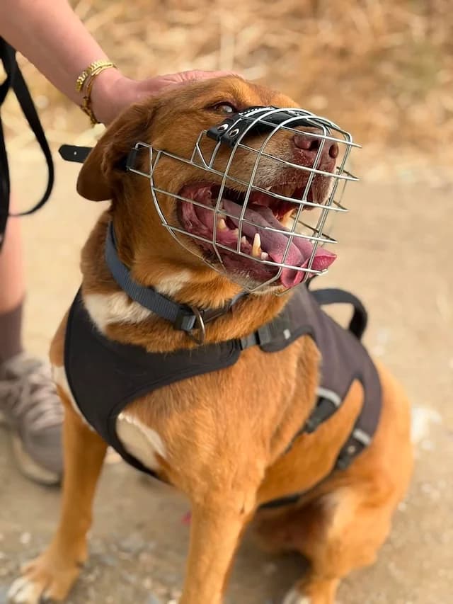 Mister Jack, male senior Mixed Breed for adoption at Fellengel in Not e.V., Vaterstetten