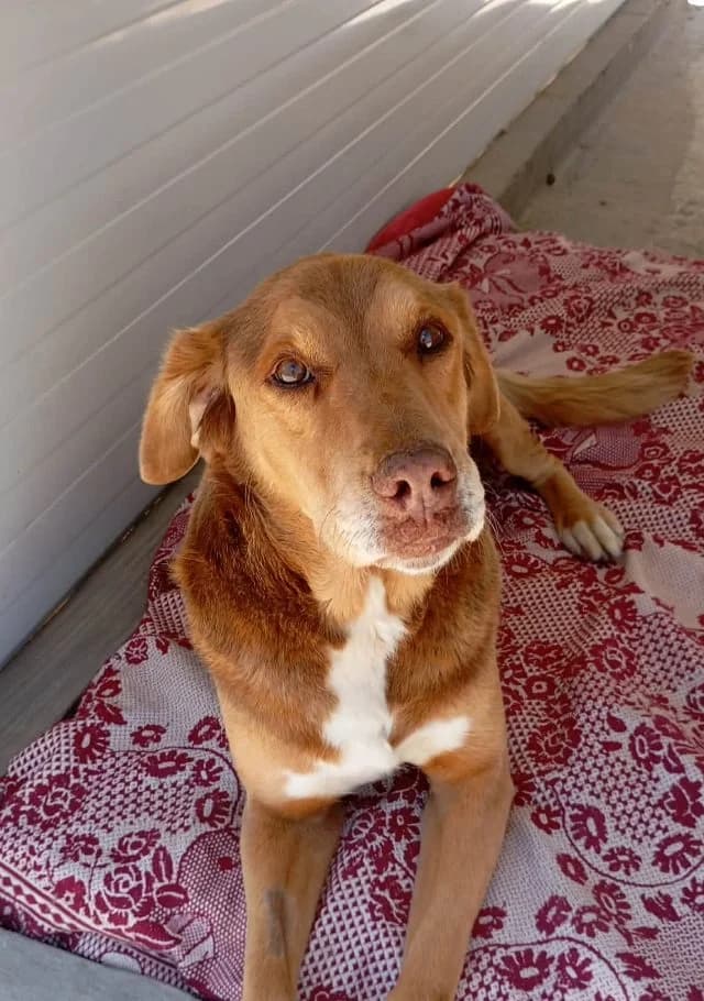 Mister Jack, male senior Mixed Breed for adoption at Fellengel in Not e.V., Vaterstetten