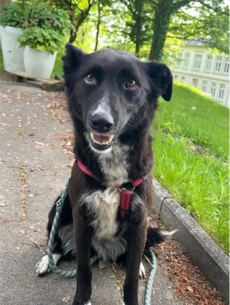 Asha, female 5yo Mixed Breed for adoption at Fellengel in Not e.V., Vaterstetten