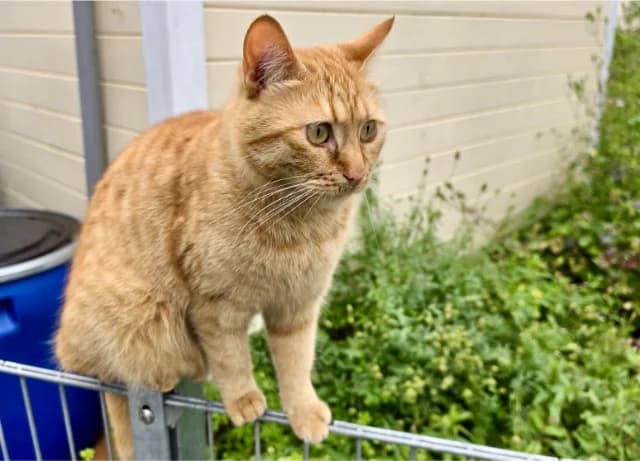 I (Ι), 3yo Mixed Breed for adoption at Fellengel in Not e.V., Vaterstetten