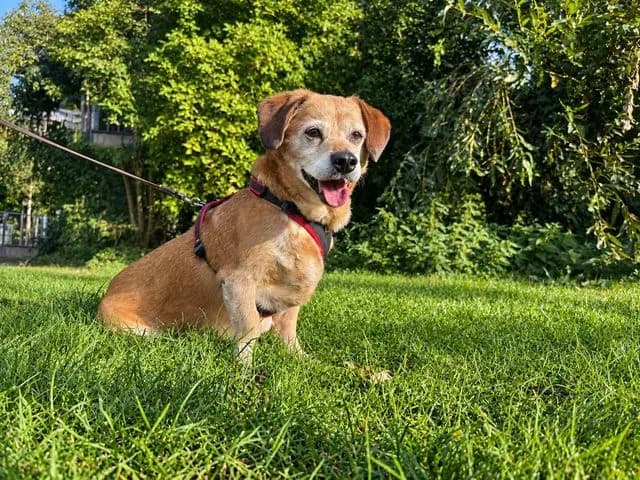 Charlie, male senior Mixed Breed for adoption at Fellengel in Not e.V., Vaterstetten