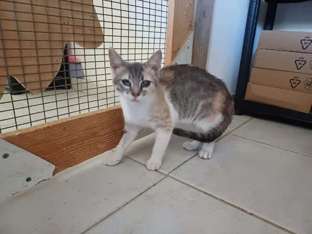 Mimi, puppy Mixed Breed for adoption at Fellengel in Not e.V., Vaterstetten
