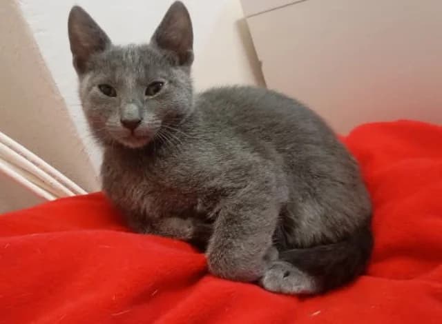 Mochi, puppy Mixed Breed for adoption at Fellengel in Not e.V., Vaterstetten