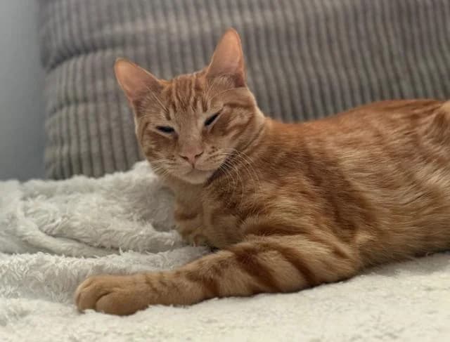 Ginger, puppy Mixed Breed for adoption at Fellengel in Not e.V., Vaterstetten