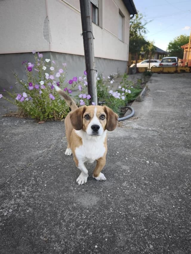 Picur, male senior Mixed Breed for adoption at Fellengel in Not e.V., Vaterstetten