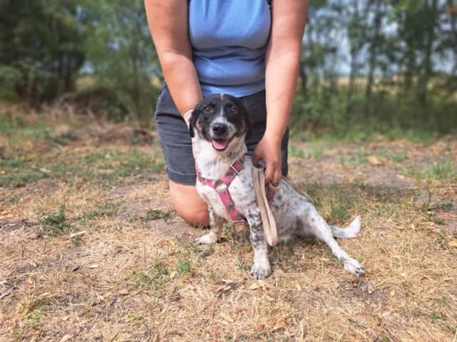 I (Ι), female young Mixed Breed for adoption at Fellengel in Not e.V., Vaterstetten