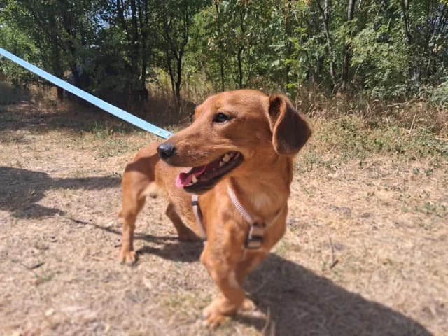 I (Ι), male young Mixed Breed for adoption at Fellengel in Not e.V., Vaterstetten