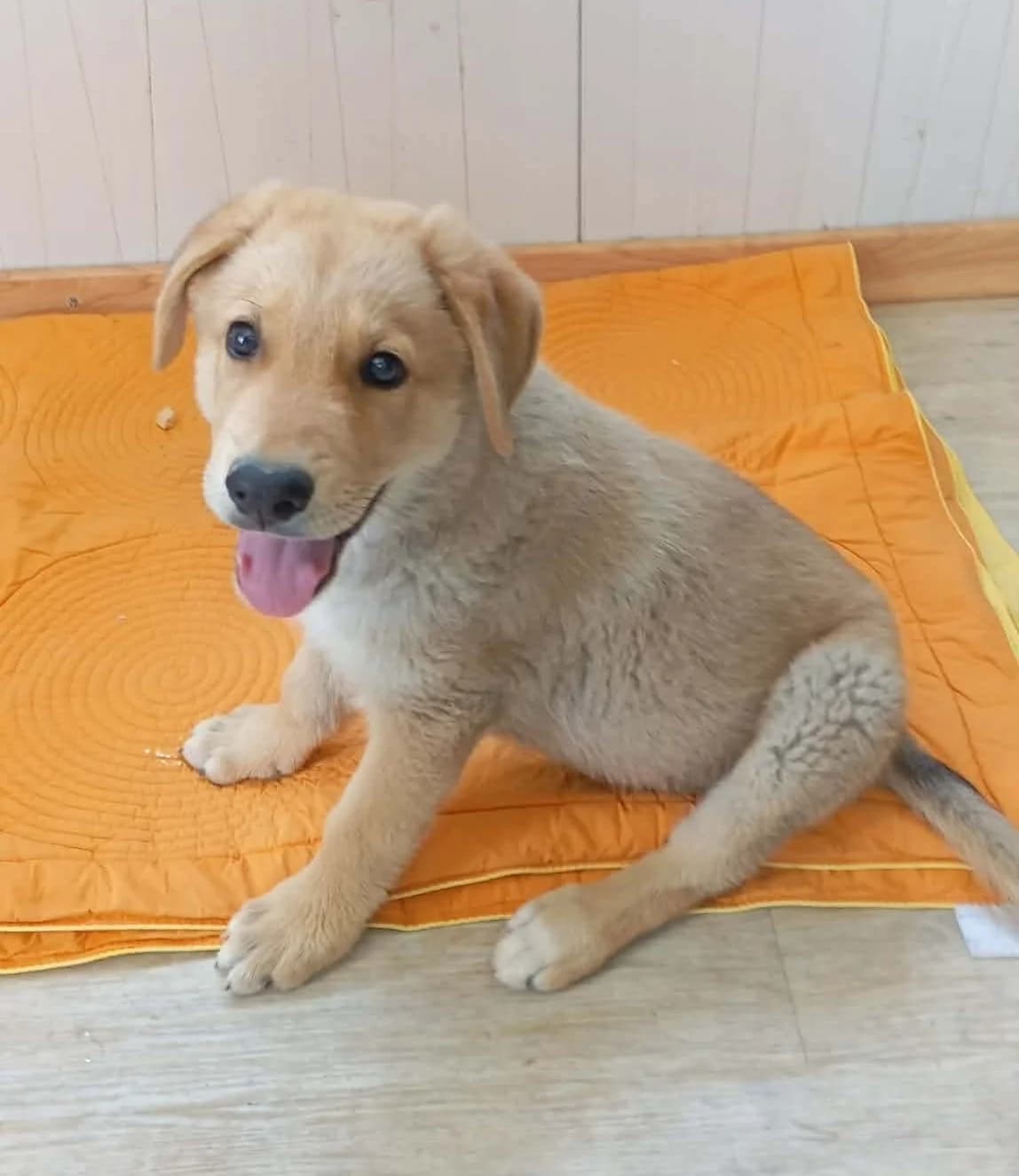 I (Ι), male puppy Mixed Breed for adoption at Fellengel in Not e.V., Vaterstetten