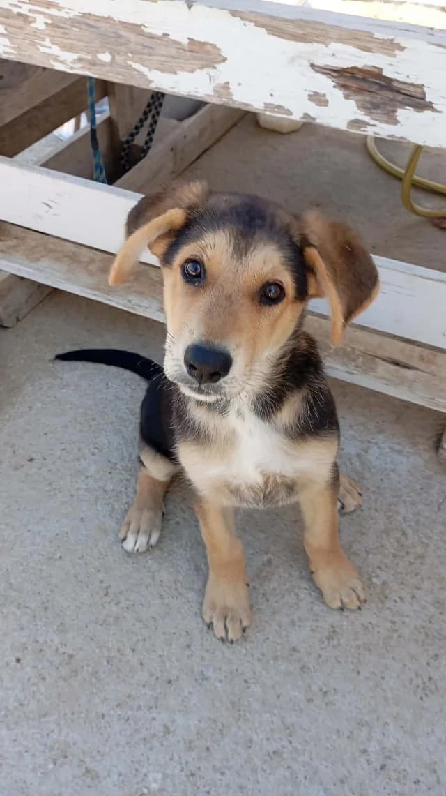 I (Ι), female puppy Mixed Breed for adoption at Fellengel in Not e.V., Vaterstetten