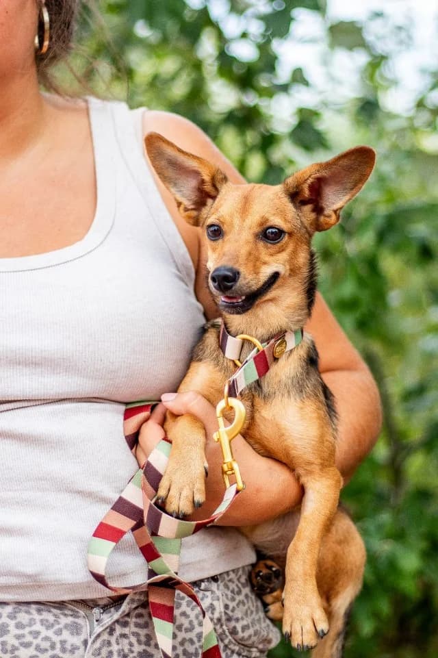 I (Ι), female puppy Mixed Breed for adoption at Fellengel in Not e.V., Vaterstetten