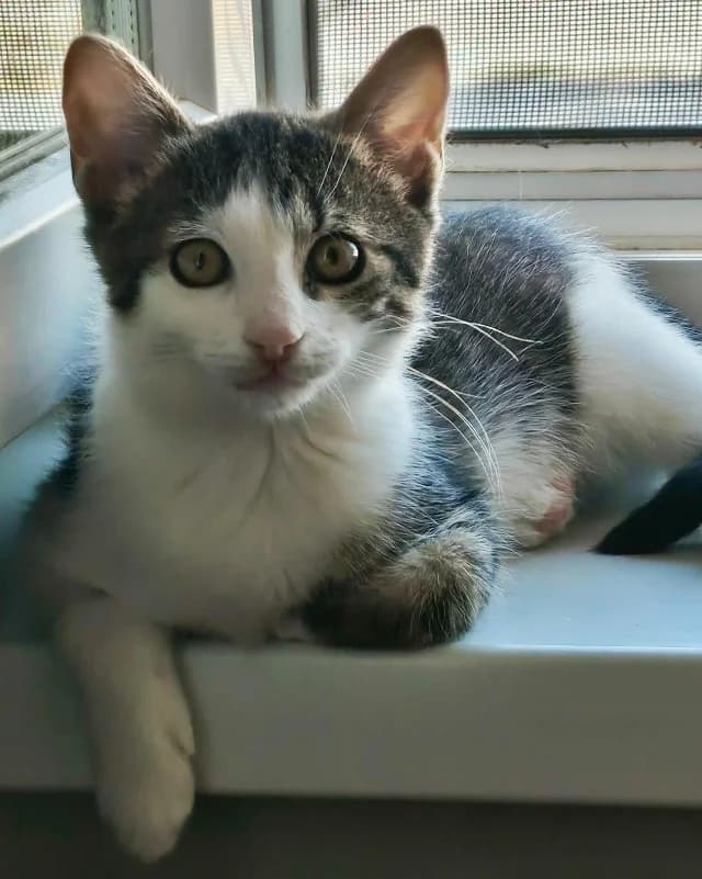 Lori, puppy Mixed Breed for adoption at Fellengel in Not e.V., Vaterstetten