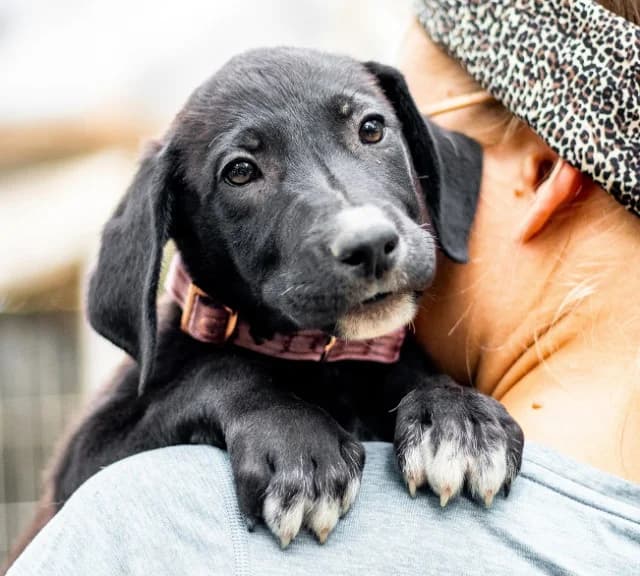 Nela, female puppy Mixed Breed for adoption at Fellengel in Not e.V., Vaterstetten