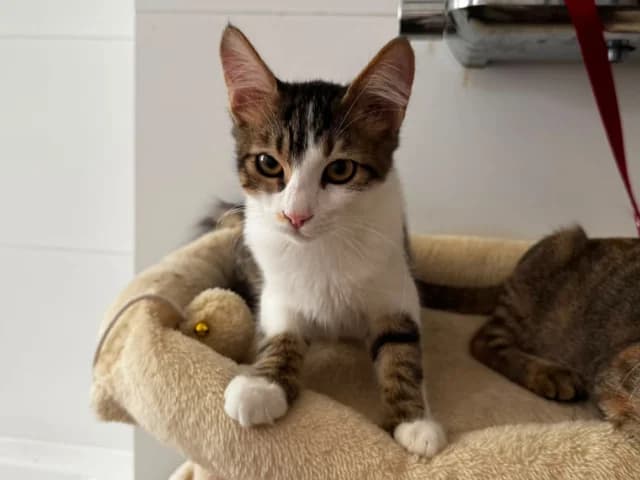 Lorenz, puppy Mixed Breed for adoption at Fellengel in Not e.V., Vaterstetten