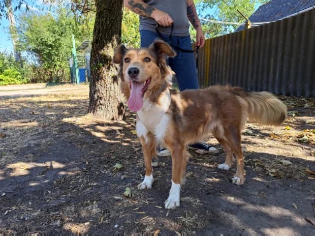 Emilie, female 5yo Mixed Breed for adoption at Fellengel in Not e.V., Vaterstetten