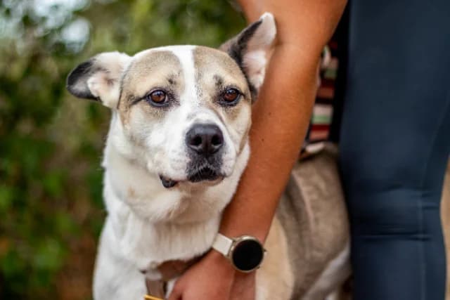 Fleki, male 6yo Mixed Breed for adoption at Fellengel in Not e.V., Vaterstetten